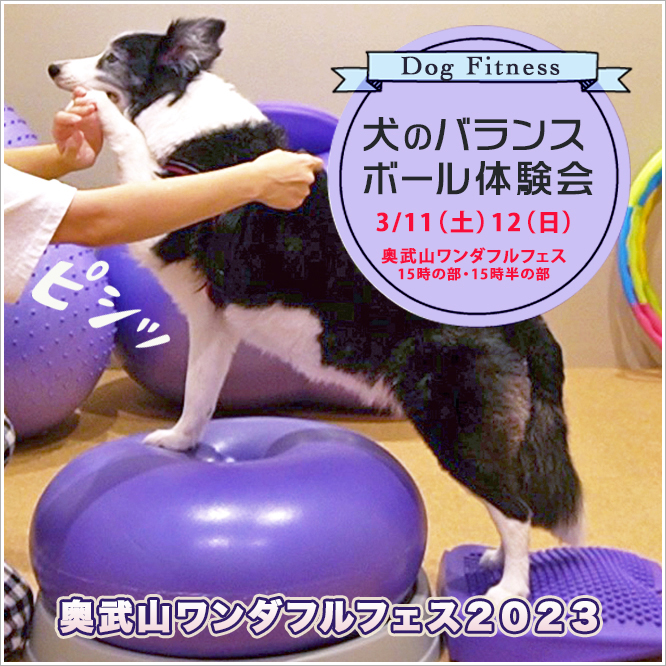 クリスマス犬ごはん